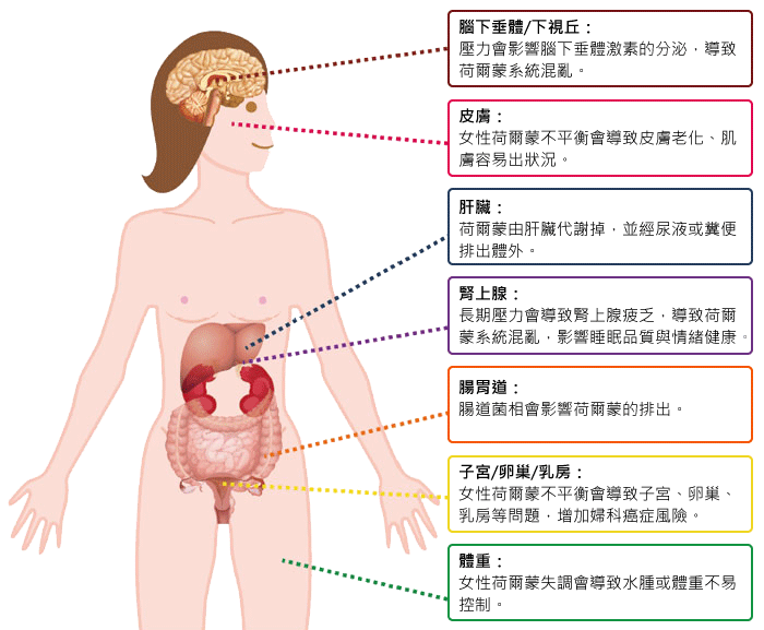 女性贺尔蒙系统