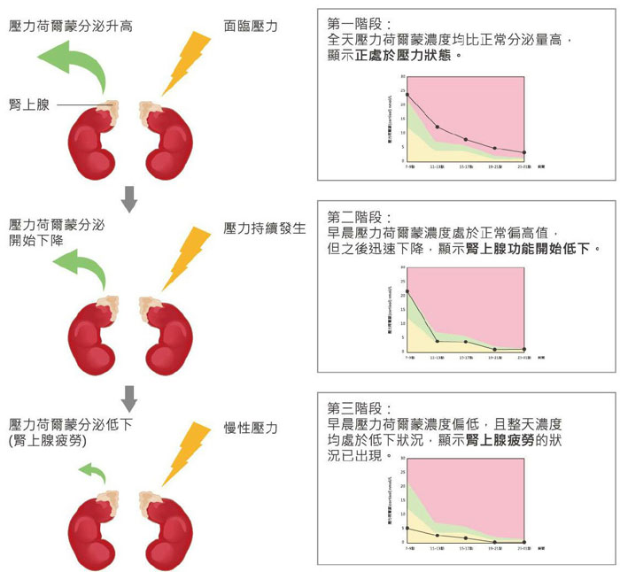 压力荷尔蒙节律